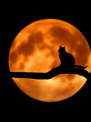 오 마이 쫄따구