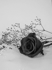 흑장미는 나비를 원한다.