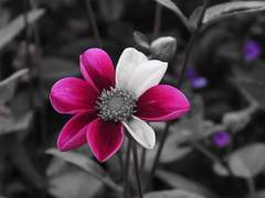 [ 에스텔라 데멘스 / 래번클로 ]