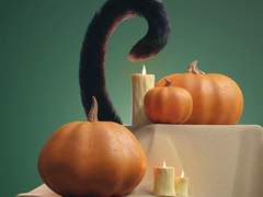 고양이와 할로윈,