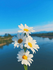 [무료] 친애하는 그대에게