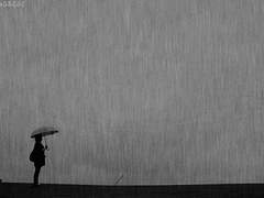 검은 양의 고백