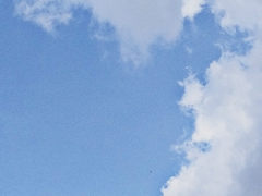 그해, 봄(보릿님 커미션입니다)