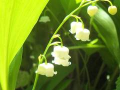 [사쿠아츠 장편] 백일의 황후님_04