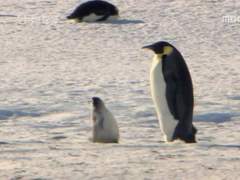 마펭 연성모음(1)