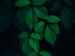 플랜티아나 썰 5