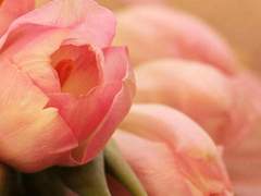 [ 아이셸 폰 얼그레이 / 여성 / 후플푸프 / 죽음을 먹는 자 ] + 1차 수정