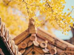 담장 너머 잔가지 06.