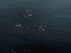 누구도 시들지 않는 섬에서