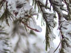 로렐 가브리아나 , 18세