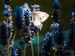 To. 아라이 카스미