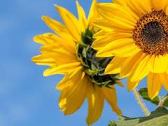 To. 사카키 히요리