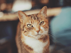 돌아이커 프로필