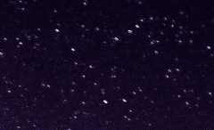 Stella Roxy Meyer (1)