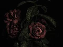 [권전] 정의는 반드시 승리하는가 1