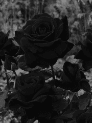 정의는 반드시 승리하는가