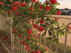 무리한 사이의 거리와 자연을