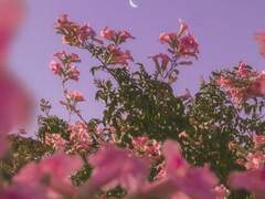 안즈에게 쌍둥이가 있었다면