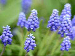 (닌자고) Muscari