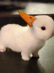 주방장이 알아서 해드리는 맡김차림 커미션