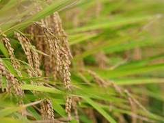 【인귀혈맹 RPG 블러드패스】 시나리오 「신미의 블러드패스」