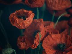 [칸아서] Sleep my child 上