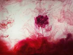 Marguerite A. Anixi_인간 [비밀프로필]