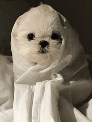 우당탕 오복이 육아일기