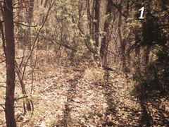 덧칠된 세계에서 나뭇잎이 흔들린다는 것은