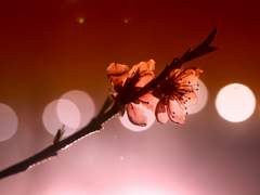 【 눈꽃을 맛보았다 】はくと はな 🍑