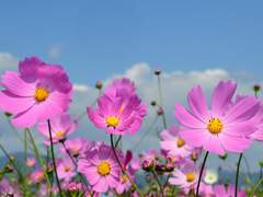 코스모스