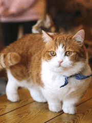 내...내가...고양이...?!