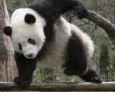 Panda, panda!