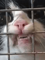 ᴹᶤᶰᶤ ᶜˡᵘᵇ.