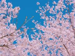 [이누카고] 사계 (思界)