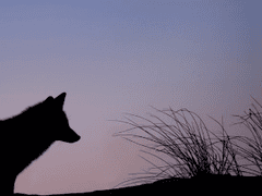 누군가의 대역이란