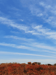 구름 - 반응연재 글