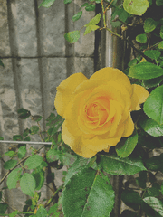 리치 앤 리치 앤 리치