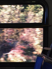 [연재 중지] 눈부시게 만연한.