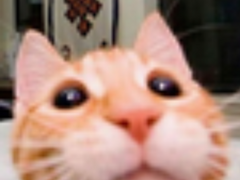 노벨피아에 대한 개인적인 생각