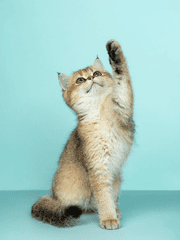 동물포레 단편 시리즈