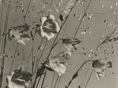 #2. 달은 말없이 작은 풀꽃을 바라보았다.