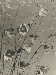 [달과 꽃은 서로를 사랑했다.]