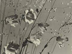 #1. 달을 동경한 풀꽃의 이야기