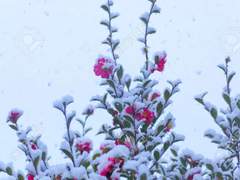 [겨울정원] 겨울아이