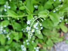 절화에 대한 사랑(하)