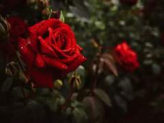 아이자와 키쿄 · XX · 27 · 회사원.