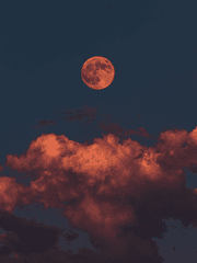 세포신곡 드림(오리캐)