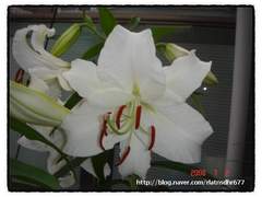 사랑했기에 놓아드립니다.