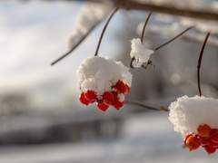 무의미 시의 이해/이도은